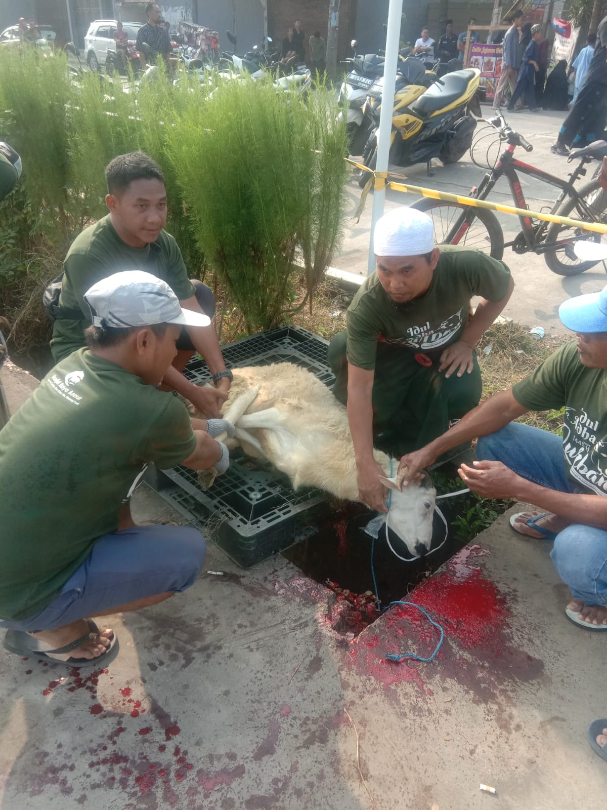 PEMBERIAN KAMBING KURBAN